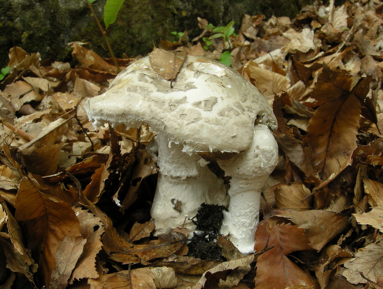Amanita sp.